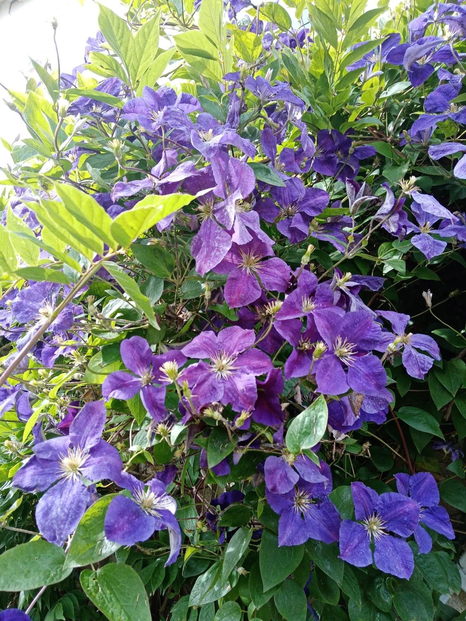 לינה וארוחת בוקר Rose Garden באיו מראה חיצוני תמונה